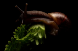 斑玉螺-神秘的珍贵软体动物